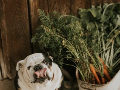 pexels-annija-u-492300719-16349995